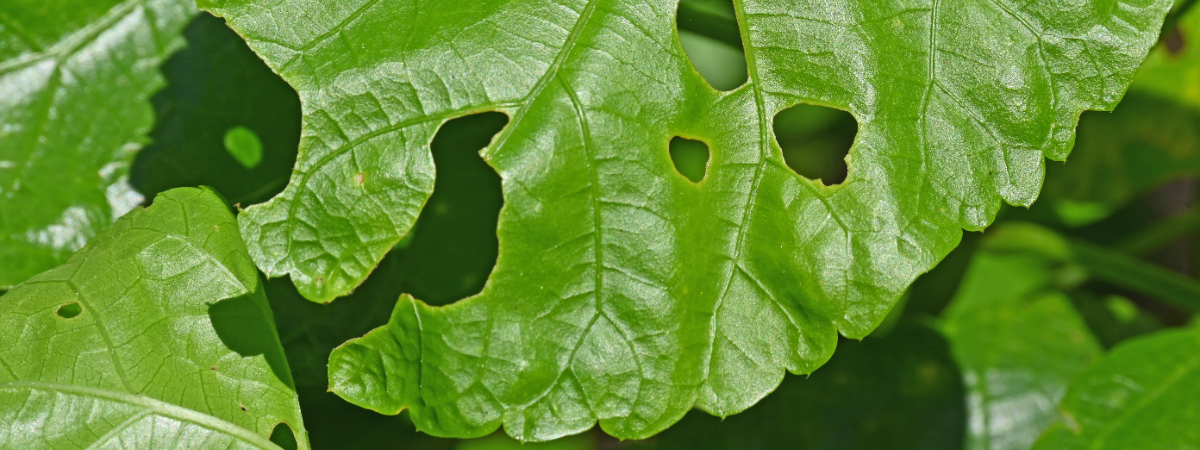 Aaltjes | GroenRijk Doetinchem Aaltjes | GroenRijk Doetinchem