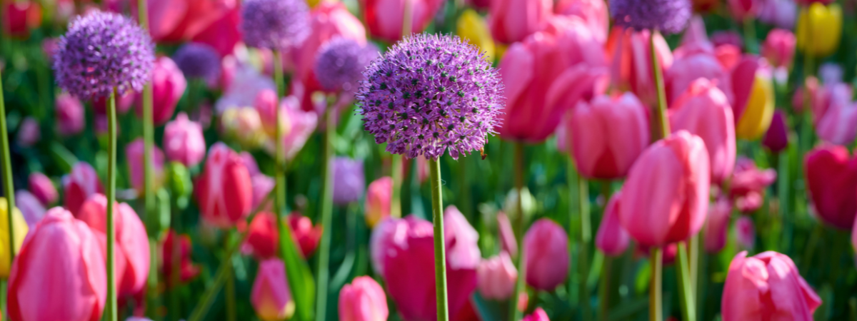 Wil jij jouw tuin of balkon omtoveren tot een bloemenparadijs? Kom dan naar GroenRijk Doetinchem! 