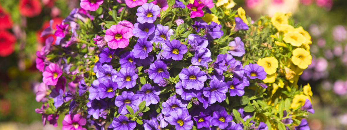Wil je snel kleur in je tuin, op je balkon of terras? Dan zijn eenjarige planten, ook wel perkgoed genoemd, precies wat je zoekt!