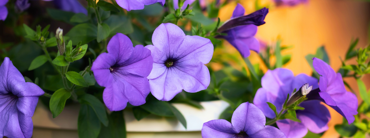 Wil je snel kleur in je tuin, op je balkon of terras? Dan zijn eenjarige planten, ook wel perkgoed genoemd, precies wat je zoekt!