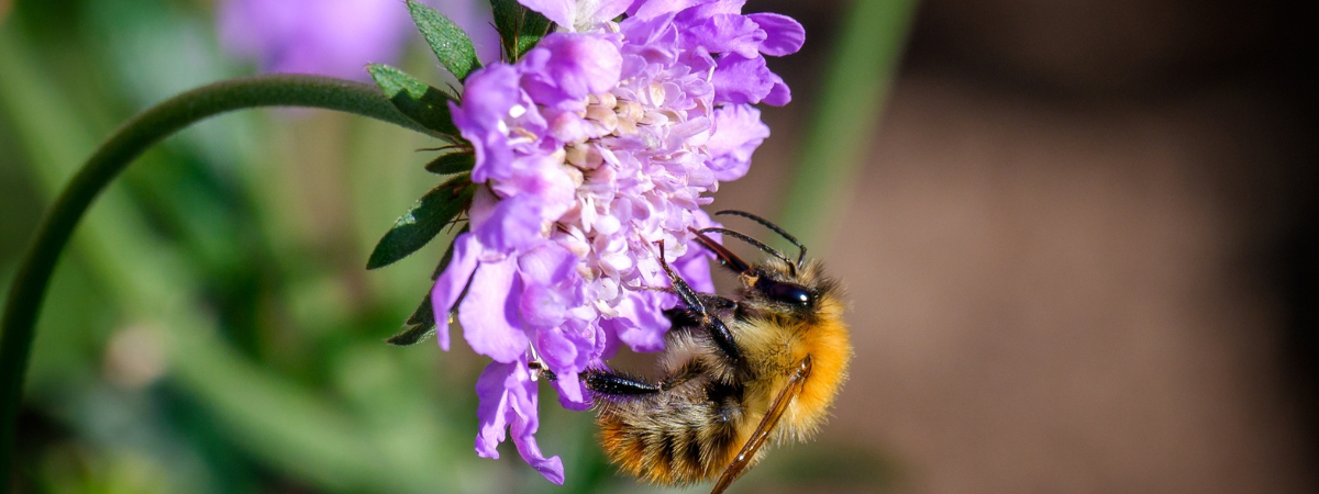 Bijen- en vlinderlokkers | Tuincentrum GroenRijk Doetinchem