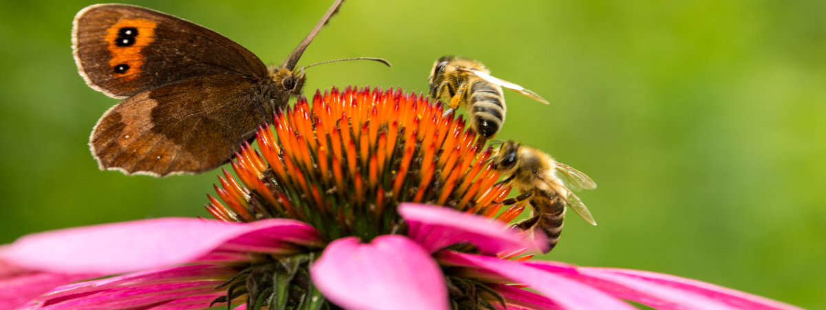 Bijen- en vlinderlokkers | Tuincentrum GroenRijk Doetinchem