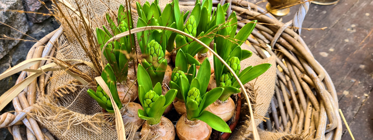 Bloembollen op pot koop je bij tuincentrum GroenRijk Doetinchem!