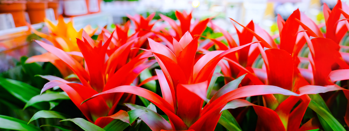 Shop de Bromelia en andere bloeiende kamerplanten bij tuincentrum Doetinchem!