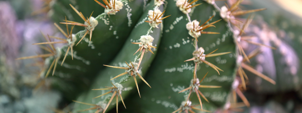 Verrijk je interieur met een cactus of vetplant!