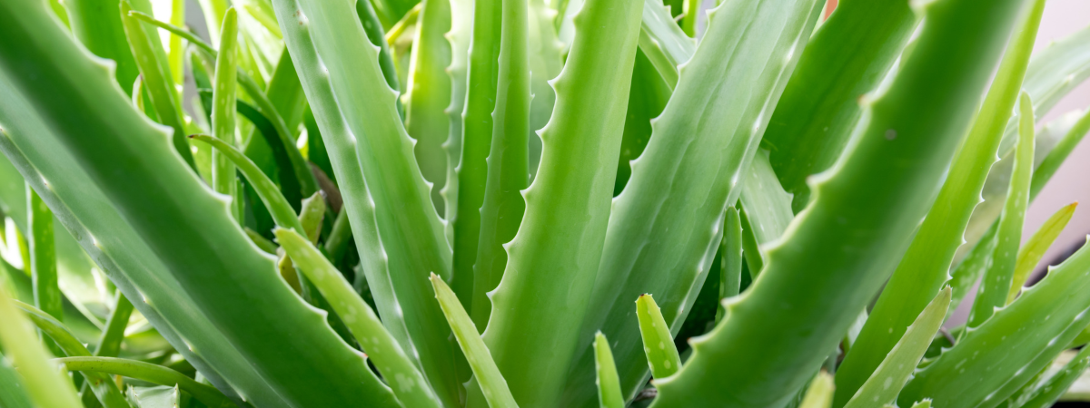 Verrijk je interieur met een cactus of vetplant!