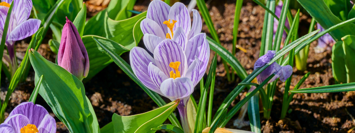 Shop krokussen, tulpen en andere voorjaarsbollen bij tuincentrum GroenRijk Doetinchem!