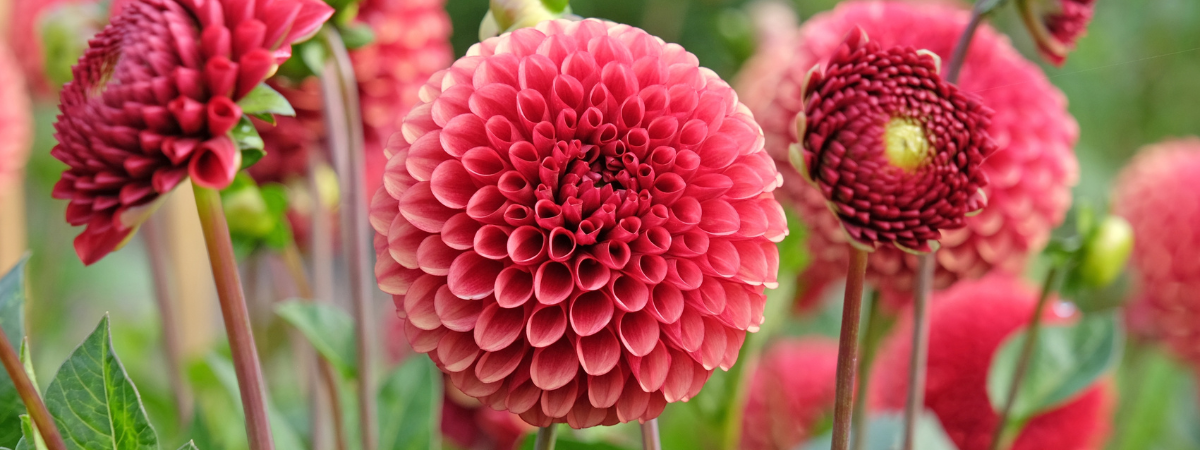 Wil jij jouw tuin of balkon omtoveren tot een bloemenparadijs? Kom dan naar GroenRijk Doetinchem! 