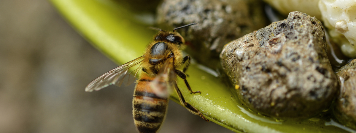 Nuttige insecten | GroenRijk Doetinchem Nuttige insecten | GroenRijk Doetinchem