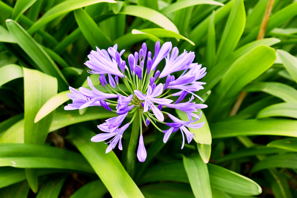 Droogtetolerante planten kopen