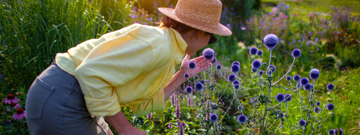 Geurende tuinplanten | GroenRijk Doetinchem