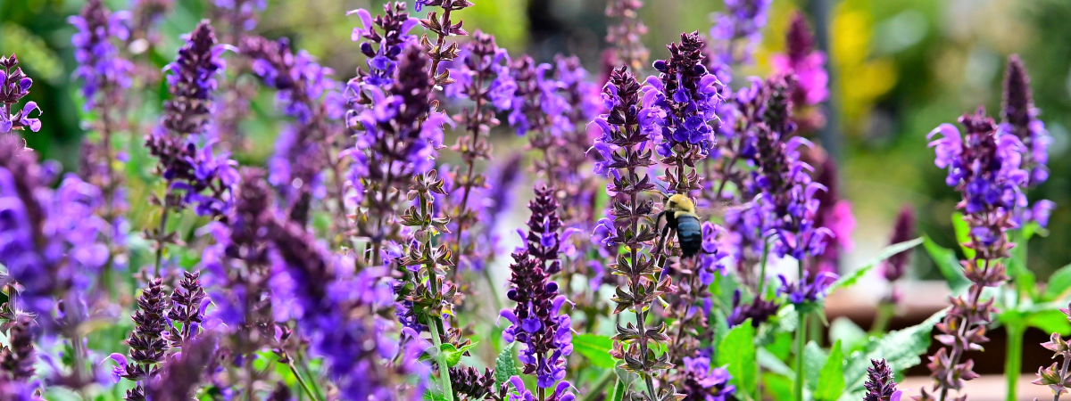 Geurende tuinplanten | GroenRijk Doetinchem