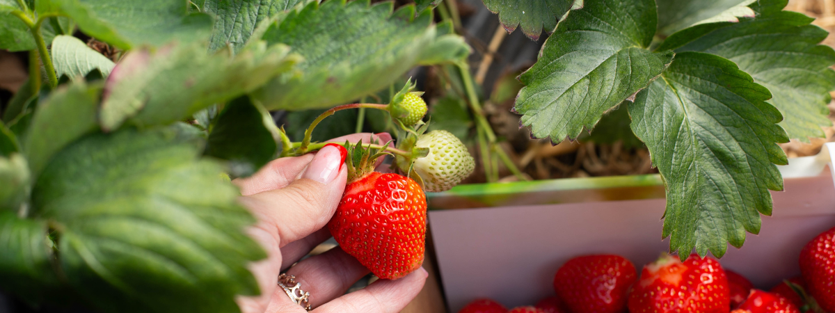De lekkerste aardbeien pluk je uit je eigen tuin!
