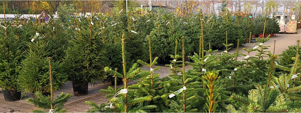 Kom voor de mooiste kerstboom naar GroenRijk Doetinchem de Steentjes!