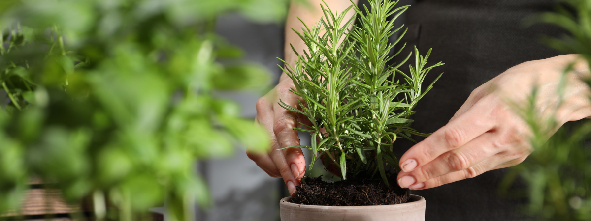 Italiaanse kruiden | tuincentrum GroenRijk Doetinchem
