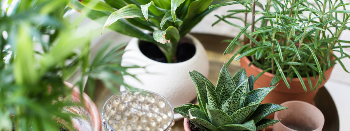 Mini kamerplanten van GroenRijk Doetinchem!