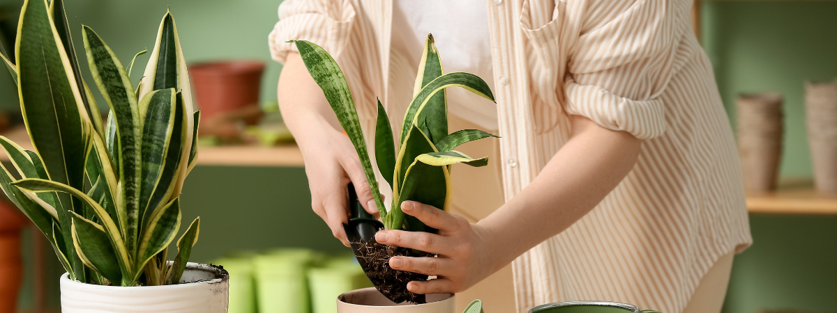 Favoriete luchtzuiverende planten? Sansevieria! Favoriete luchtzuiverende planten? Sansevieria!