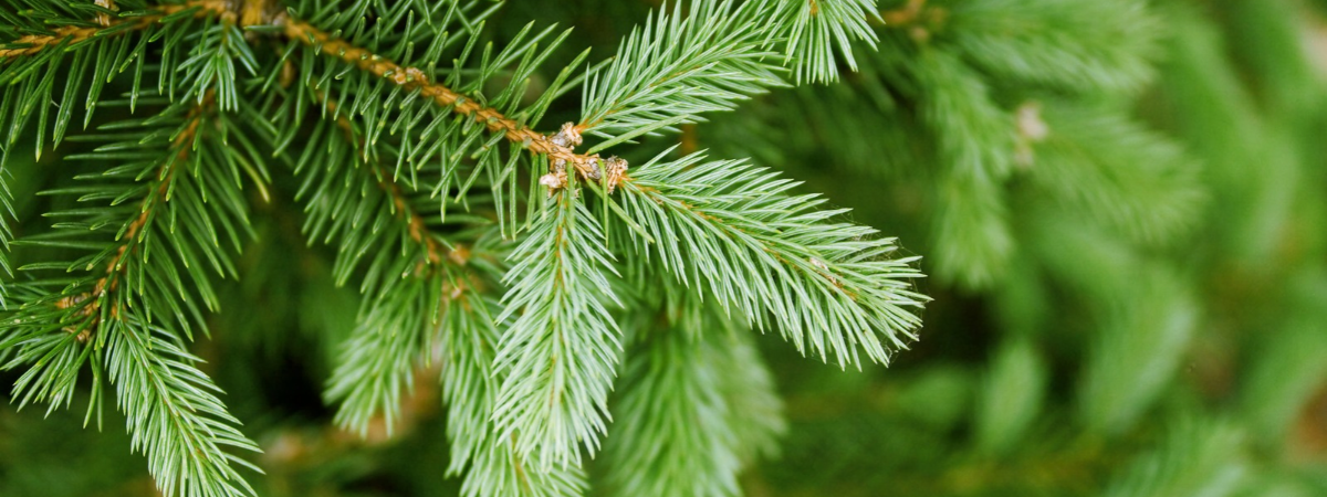 Kom voor de mooiste kerstboom naar GroenRijk Doetinchem de Steentjes! Kom voor de mooiste kerstboom naar GroenRijk Doetinchem de Steentjes!