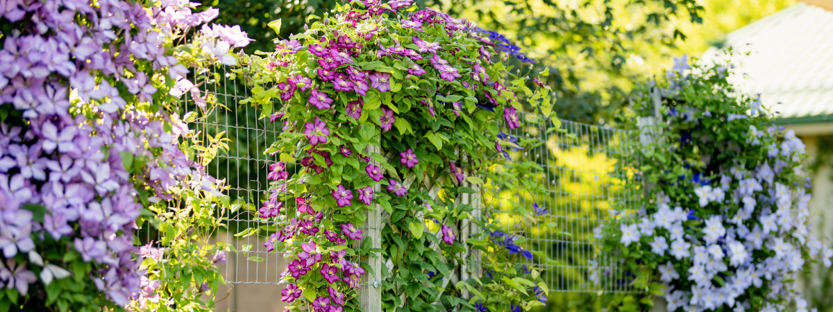 Shop jouw favoriete klimplanten bij GroenRijk Doetinchem!