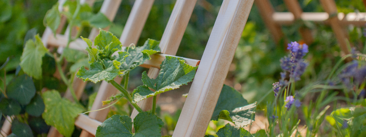 Shop jouw favoriete klimplanten bij GroenRijk Doetinchem!