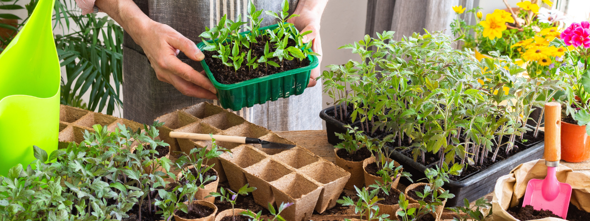 Moestuin: kweekaccessoires | GroenRijk Doetinchem