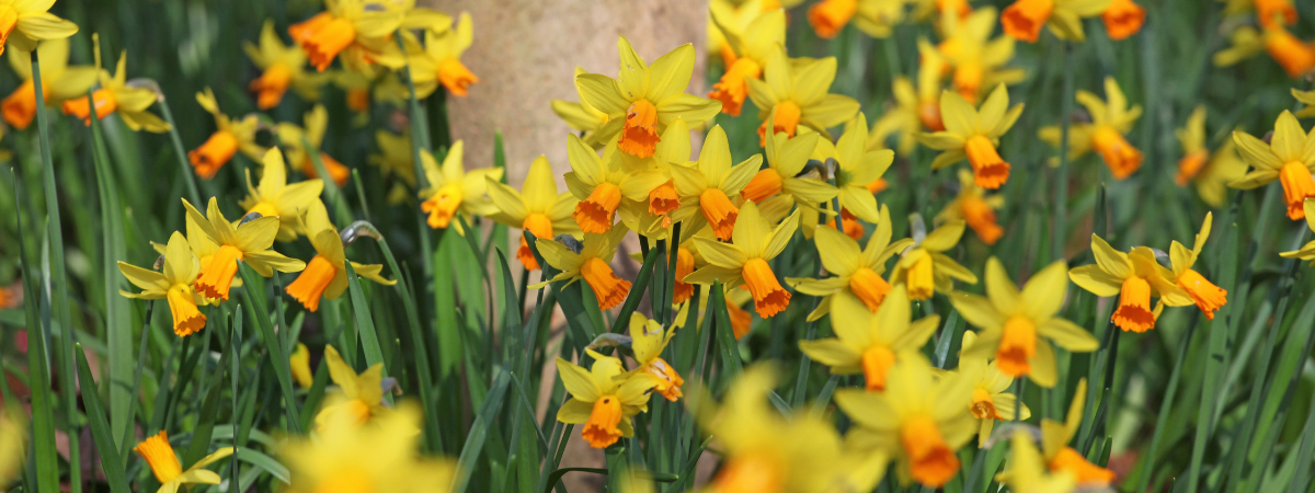 Shop narcissen en andere voorjaarsbollen bij tuincentrum GroenRijk Doetinchem!