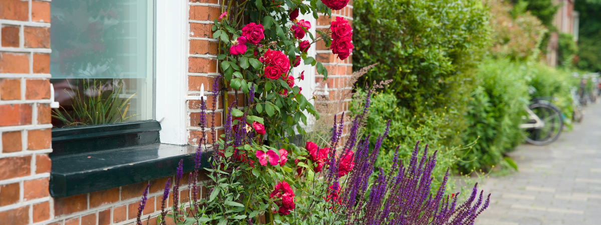 Kom langs bij GroenRijk Doetinchem voor tuinrozen!