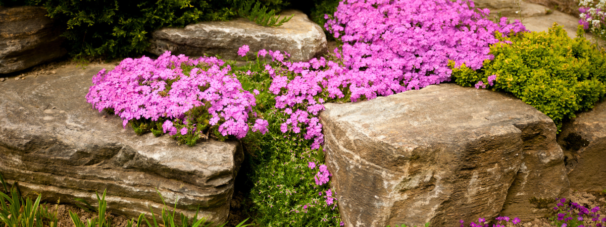Rotsplanten | GroenRijk Doetinchem
