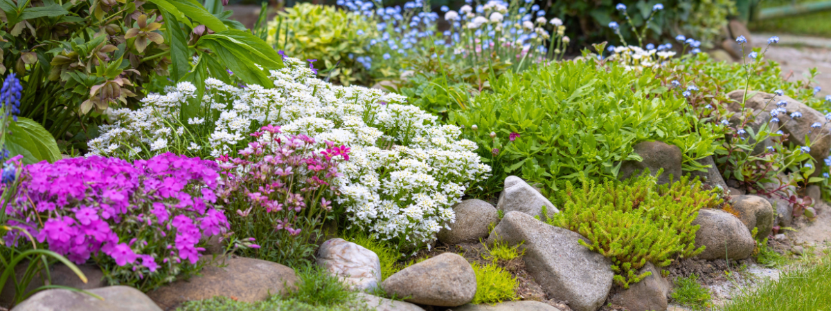 Rotsplanten | GroenRijk Doetinchem