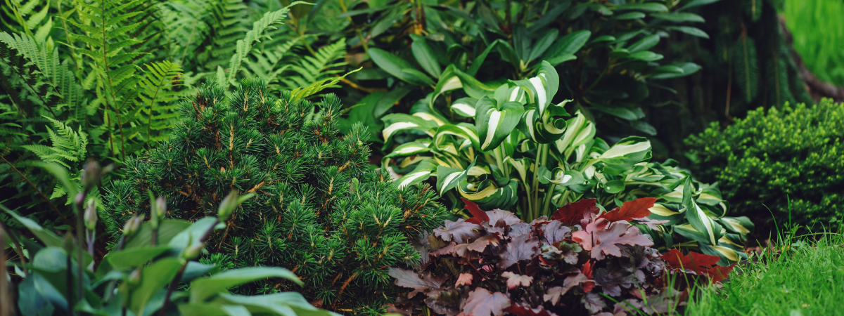 Schaduwplanten | GroenRijk Doetinchem