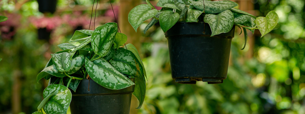 Hangplanten kopen doe je bij GroenRijk Doetinchem!