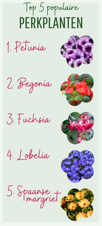 Top 5 populaire perkplanten 