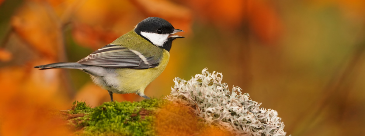 Tuinvogels voeren? GroenRijk Doetinchem heeft alles in huis! Tuinvogels voeren? GroenRijk Doetinchem heeft alles in huis!