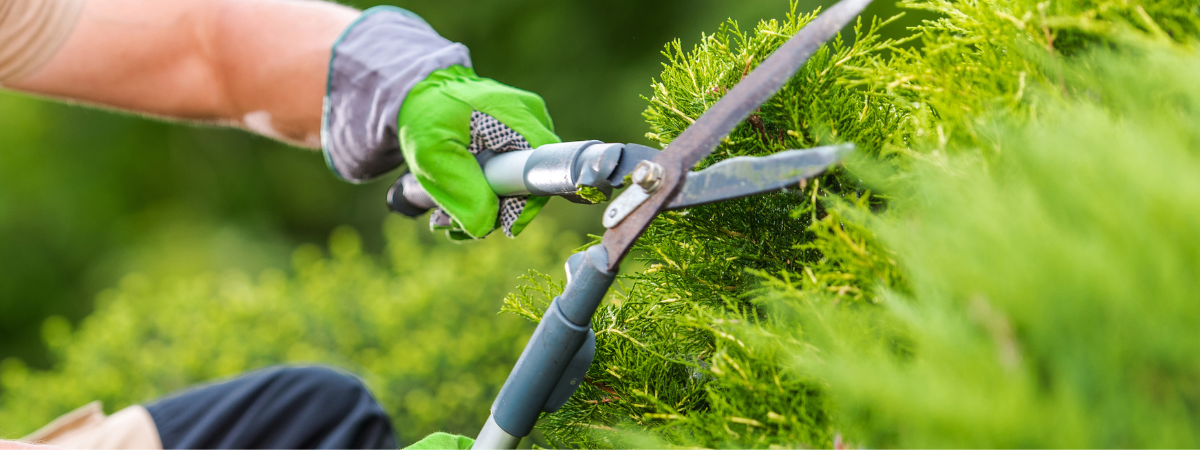 Een mooie, gezonde tuin vraagt om regelmatig onderhoud