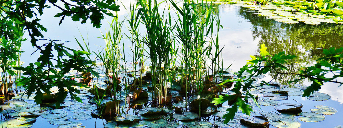 Waterplanten | Tuincentrum GroenRijk Doetinchem