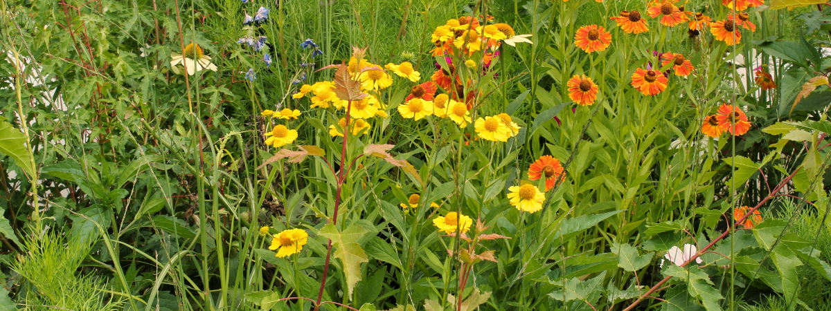nheemse en wilde planten zijn de geheime helden van je tuin.