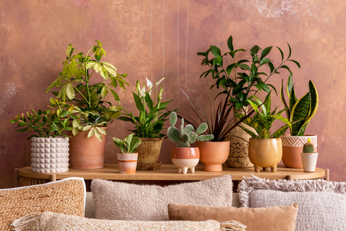 Dé kamerplanten trends van 2026