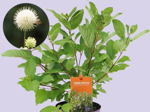 Kogelbloem, een bolletje vol charme