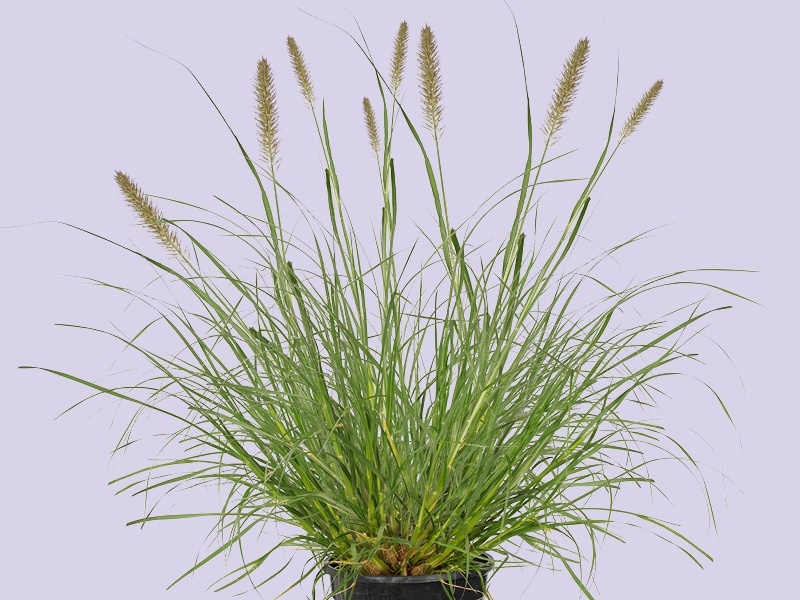 Lampenpoetsersgras, natuurlijk siergras