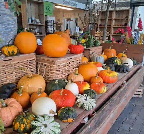 Pompoenen & kalebassen: ze zijn binnen bij GroenRijk Doetinchem!