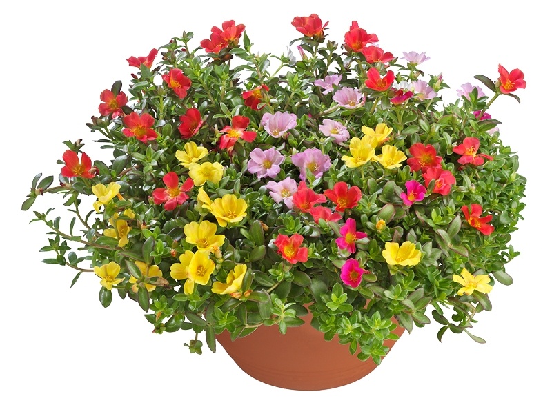 Portulaca – zon, kleur en eindeloze bloei
