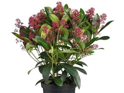 Skimmia japonica 'Rubella': wintergroene schoonheid