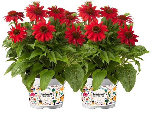  Tuinfiesta met Echinacea purpurea 'Sombrero'