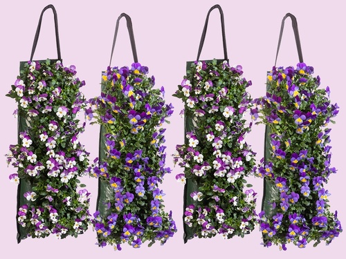 Violen in wandhanger: kleur aan de muur