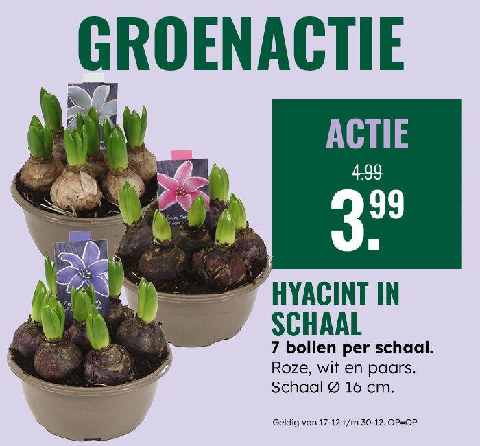 Groenactie: Hyacint in schaal