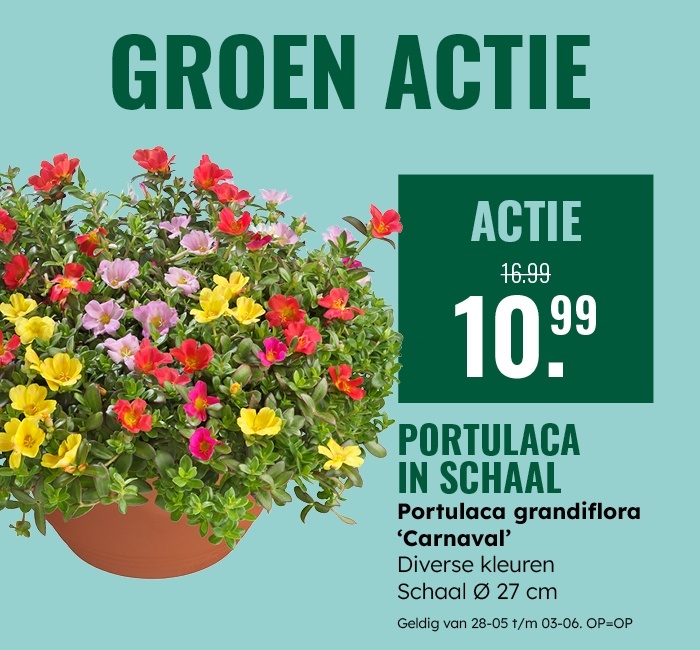 Groenactie: Portulaca in schaal