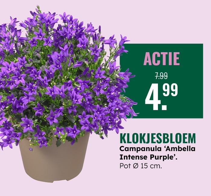 Weekaanbieding: Klokjesbloem
