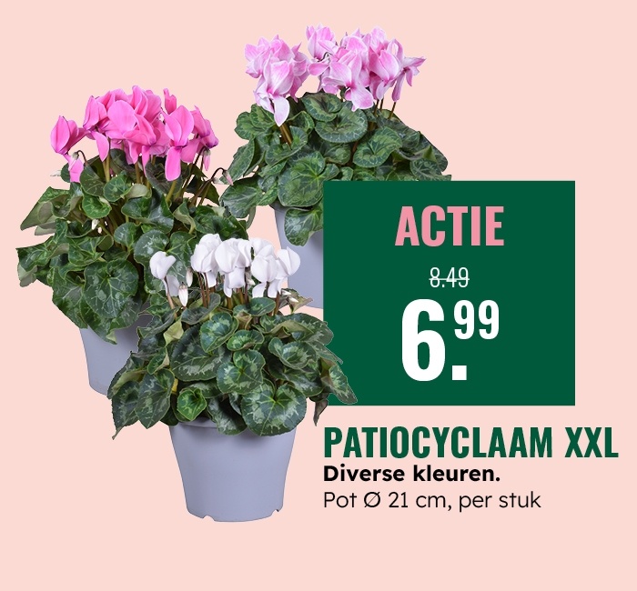 Weekaanbieding: Patiocyclaam XXL
