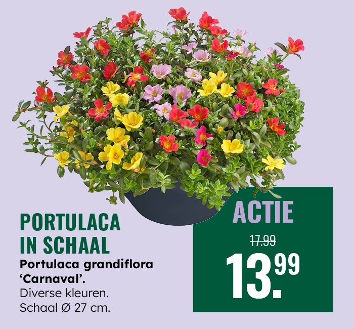 Weekaanbieding: Portulaca in schaal