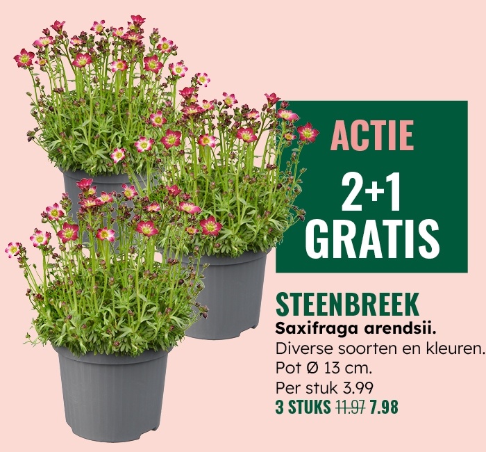 Weekaanbieding: Steenbreek